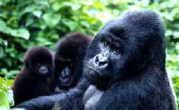 WWF: gorilla